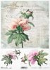 peonia, peonie, piwonia, piwonie, kwiat, ogród, lato, stare faktury handlowe, R983, peony, peonies, flower, garden, summer, old commercial textures, Pfingstrose, Blume, Garten, Sommer, alte Handelstexturen, peonía, flor, jardín, verano, texturas del comer